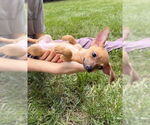 Small #1 Chihuahua Mix