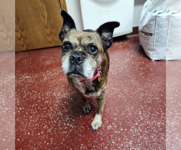 Medium Photo #2 Pug-Unknown Mix Puppy For Sale in Fargo, ND, USA