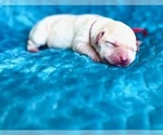 Puppy Puppy F Labrador Retriever