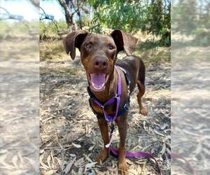 Doberman Pinscher Dogs for adoption in Chula Vista, CA, USA