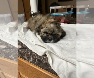 Lhasa Apso Puppy for sale in WASHOUGAL, WA, USA