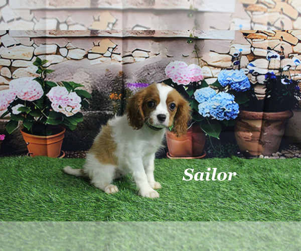 Medium Photo #1 Cavalier King Charles Spaniel Puppy For Sale in CHANUTE, KS, USA