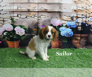 Cavalier King Charles Spaniel Puppy for sale in CHANUTE, KS, USA