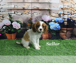 Image preview for Ad Listing. Nickname: Sailor