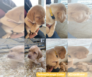 Labrador Retriever Puppy for sale in BARRINGTON, IL, USA