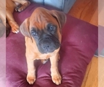 Small Photo #3 Boxer Puppy For Sale in STOCKTON, CA, USA