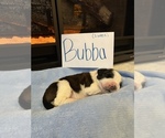 Small Photo #8 Saint Bernard Puppy For Sale in OKEANA, OH, USA