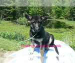 Small #5 German Shepherd Dog