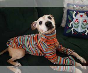 Meeko - Male Greyhound-Jack Russell Terrier Mix Dog for Adoption - Photo #10