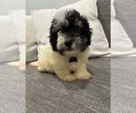 Puppy Puppy 1 Maltipoo