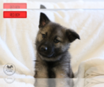 Puppy Simon Norwegian Elkhound