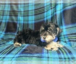 Small #7 Schnauzer (Miniature)