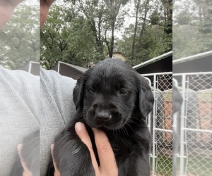 Golden Labrador Puppy for sale in LAKE OF THE PINES, CA, USA