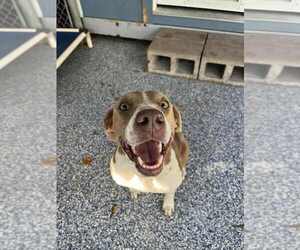 Mutt Dogs for adoption in Elmsford, NY, USA