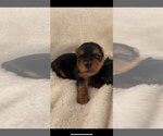 Small Photo #8 Yorkshire Terrier Puppy For Sale in RUTLAND, MA, USA