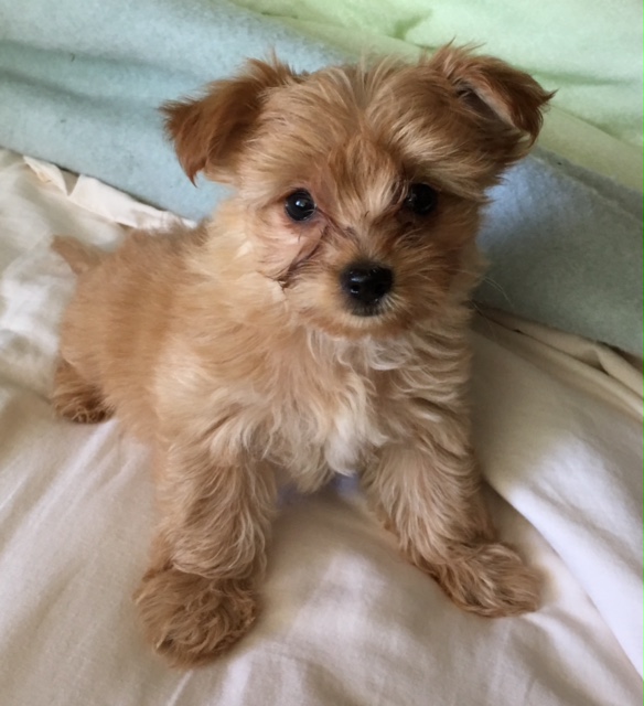 Medium Photo #1 Morkie Puppy For Sale in MOUNTLAKE TERRACE, WA, USA
