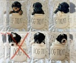 Small Photo #1 Aussiedoodle Miniature  Puppy For Sale in CHARLESTON, TN, USA