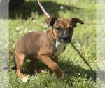 Small #1 Labrador Retriever Mix