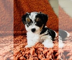 Small Photo #6 Biewer Terrier Puppy For Sale in CHULA VISTA, CA, USA