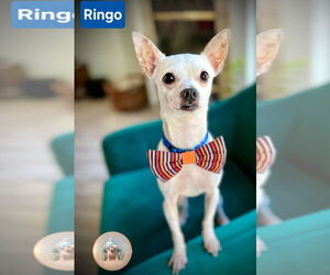 Chihuahua Dogs for adoption in Pensacola, FL, USA