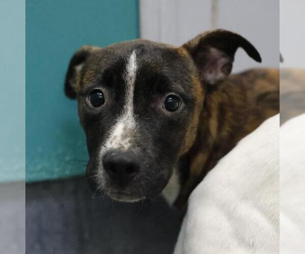 Medium Photo #1 American Staffordshire Terrier-Unknown Mix Puppy For Sale in San Antonio, TX, USA