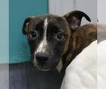 Small American Staffordshire Terrier Mix