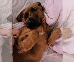 Maybelle - Female Mutt Dog for Adoption - Photo #2