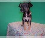 Small Photo #4 Torkie Puppy For Sale in PATERSON, NJ, USA