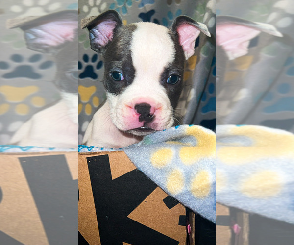 Medium Photo #3 American Bully Puppy For Sale in JERSEY CITY, NJ, USA