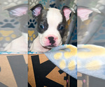 Small Photo #3 American Bully Puppy For Sale in JERSEY CITY, NJ, USA