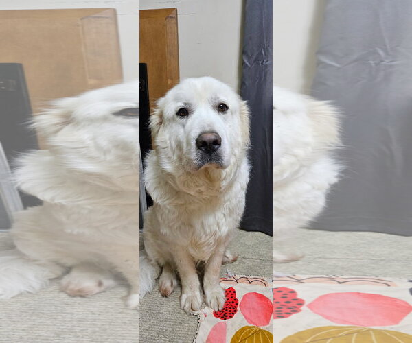 Medium Photo #1 Great Pyrenees Puppy For Sale in Croydon, NH, USA