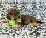 Small #1 YorkiePoo