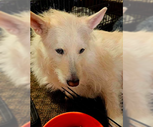 Medium Photo #15 Mutt Puppy For Sale in Brooklyn Center, MN, USA