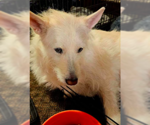Polar - Male Mutt Dog for Adoption - Photo #15