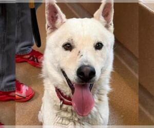 German Shepherd Dog-Siberian Husky Mix Dogs for adoption in Martinez, CA, USA