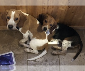 Beagle Puppy for sale in PORTLAND, OR, USA