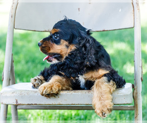 Cocker Spaniel Puppy for Sale in WAKARUSA, Indiana USA