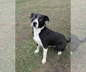 American Staffordshire Terrier Mix Dog for Adoption in Westwood, New Jersey USA