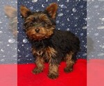 Puppy Joey Yorkshire Terrier