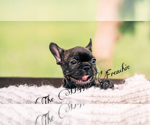 French Bulldog Puppy for sale in CAPE CORAL, FL, USA