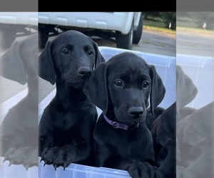 Doberman Pinscher-Golden Retriever Mix Puppy for sale in PIQUA, OH, USA