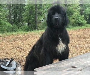 Father of the Newfoundland puppies born on 05/11/2023