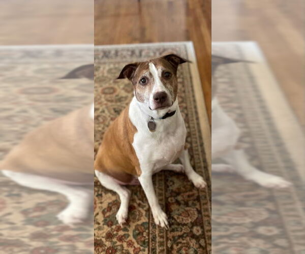 Medium Photo #1 Ibizan Hound-Unknown Mix Puppy For Sale in Fairfax, VA, USA