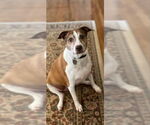 Small Ibizan Hound Mix