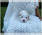 Puppy 4 Havachon