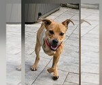 Small Photo #10 Mutt Puppy For Sale in New York, NY, USA