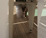 Small #6 Australian Shepherd-Chihuahua Mix