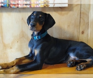 Doberman Pinscher Puppy for Sale in TRAVELERS REST, South Carolina USA