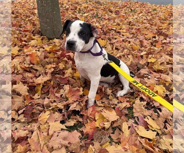 Medium Photo #4 Pointer-Unknown Mix Puppy For Sale in pomfret, CT, USA