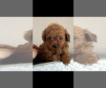 Image preview for Ad Listing. Nickname: AKC Maggie